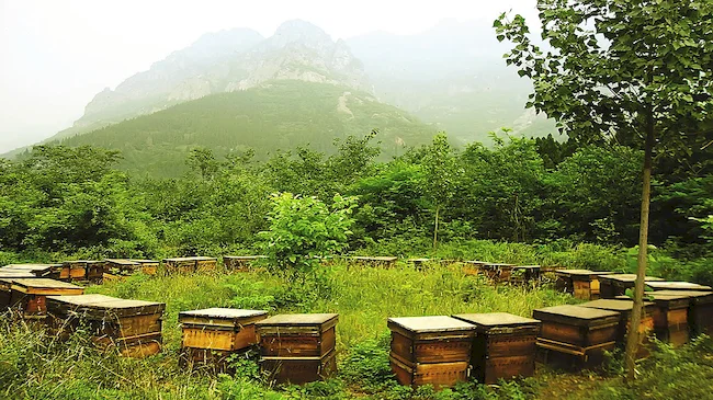Bee farm